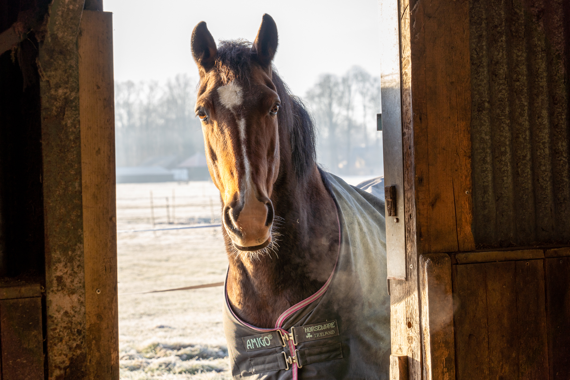 Onze verschillende boxen